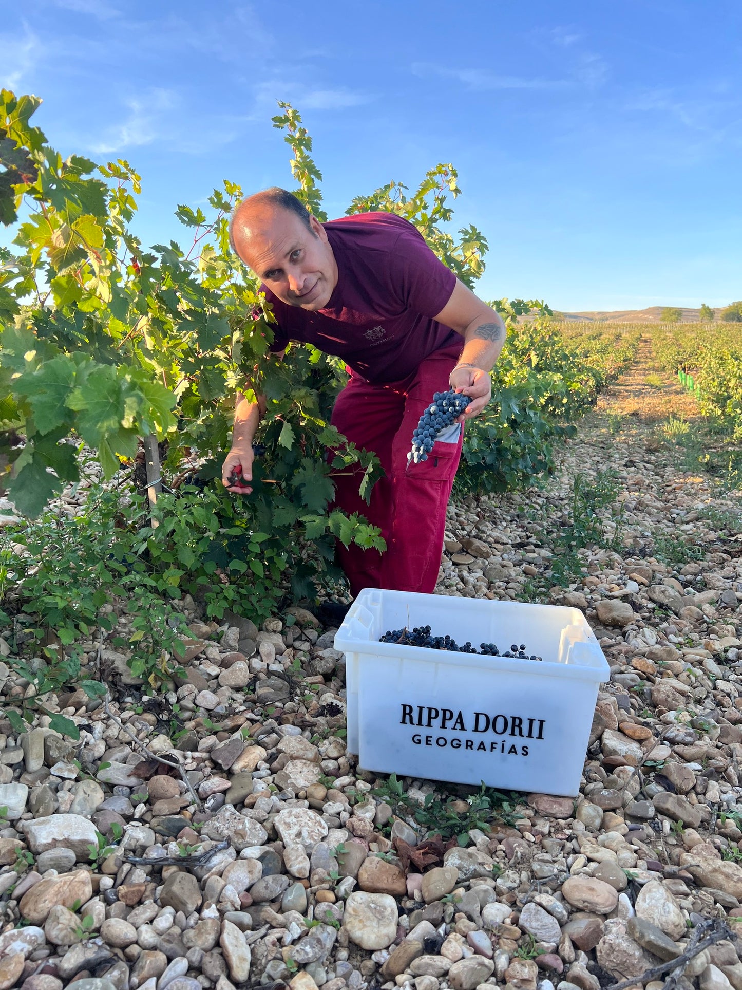 BODEGAS RIPPA DORII, 'SALOMON', Ribera del Duero, 2020