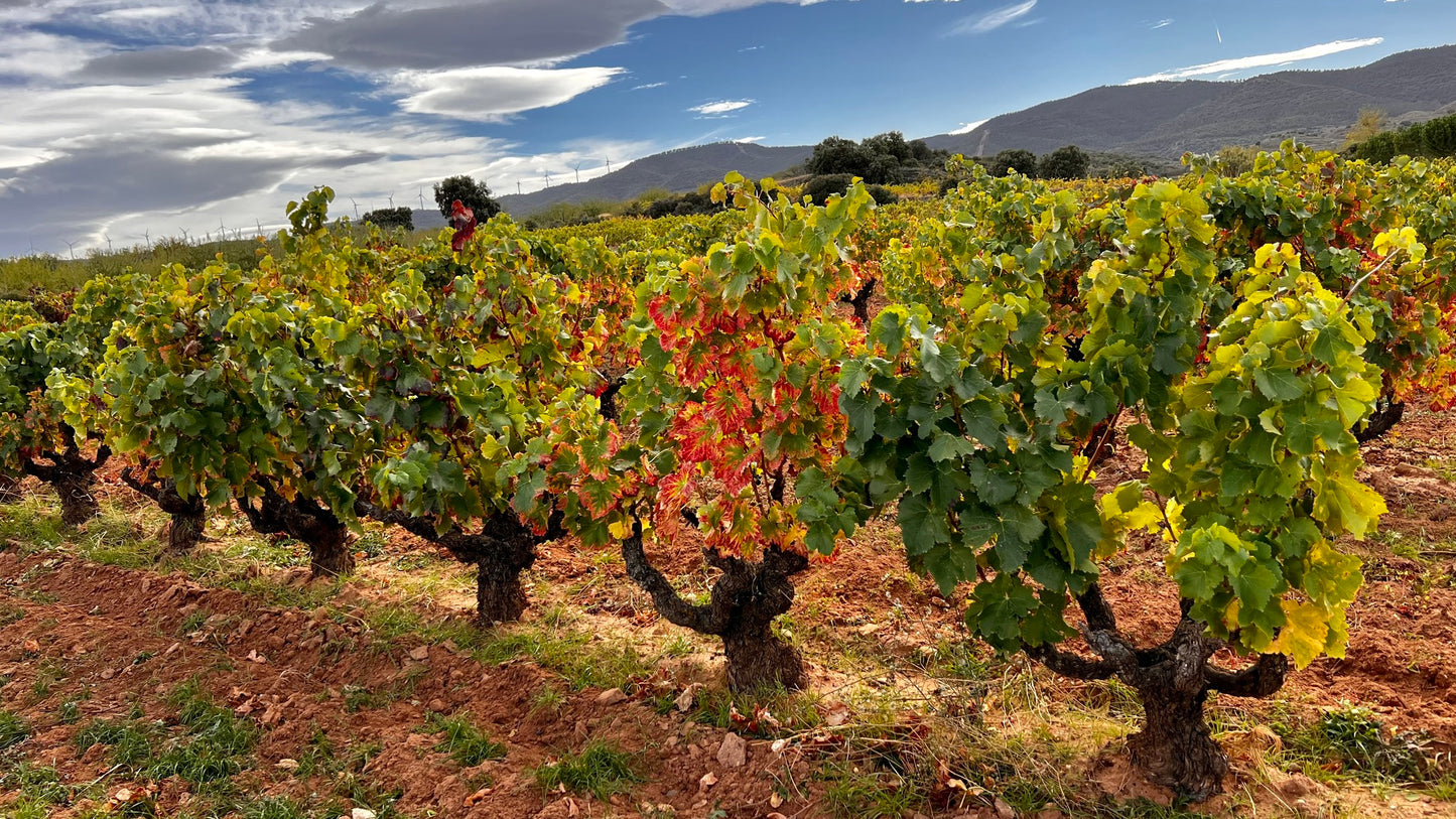 BODEGAS RIPPA DORII, 'SALOMON', Ribera del Duero, 2020