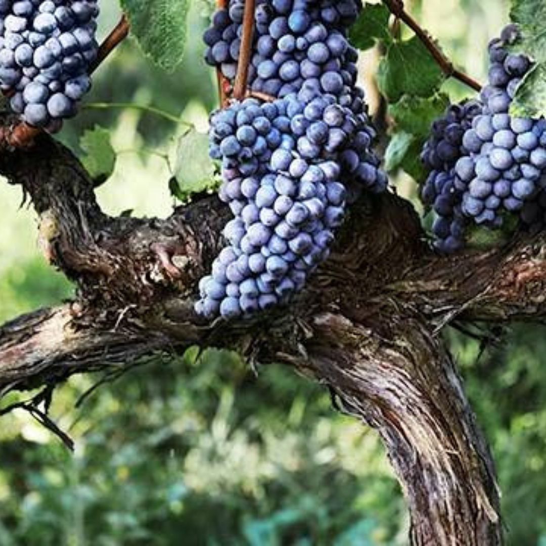 TENUTA BIONDI SANTI, Brunello di Montalcino, 2017
