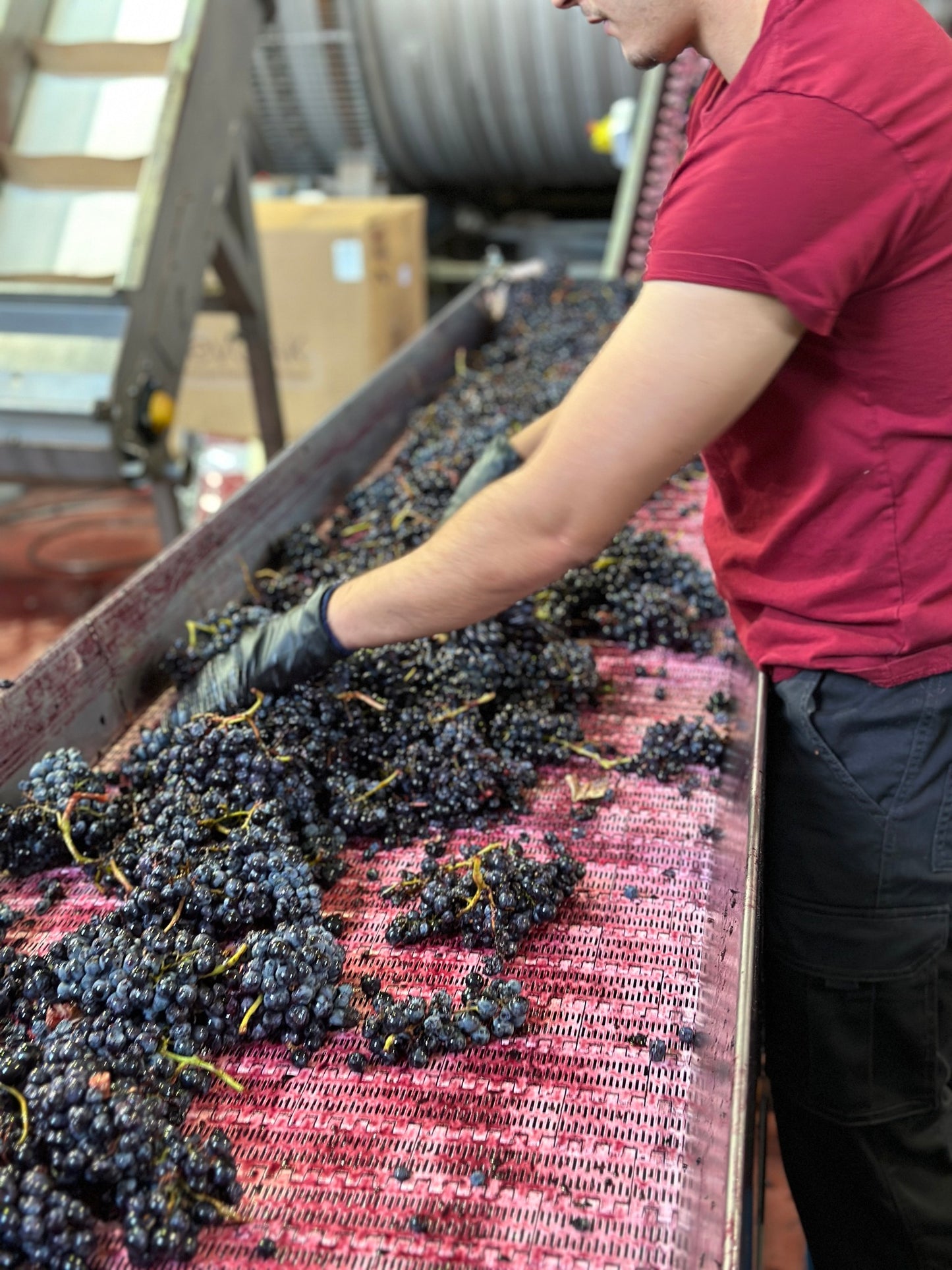 Garnacha Tintorera, BODEGAS SANTA CRUZ DE ALPERA, "Gold", Spain