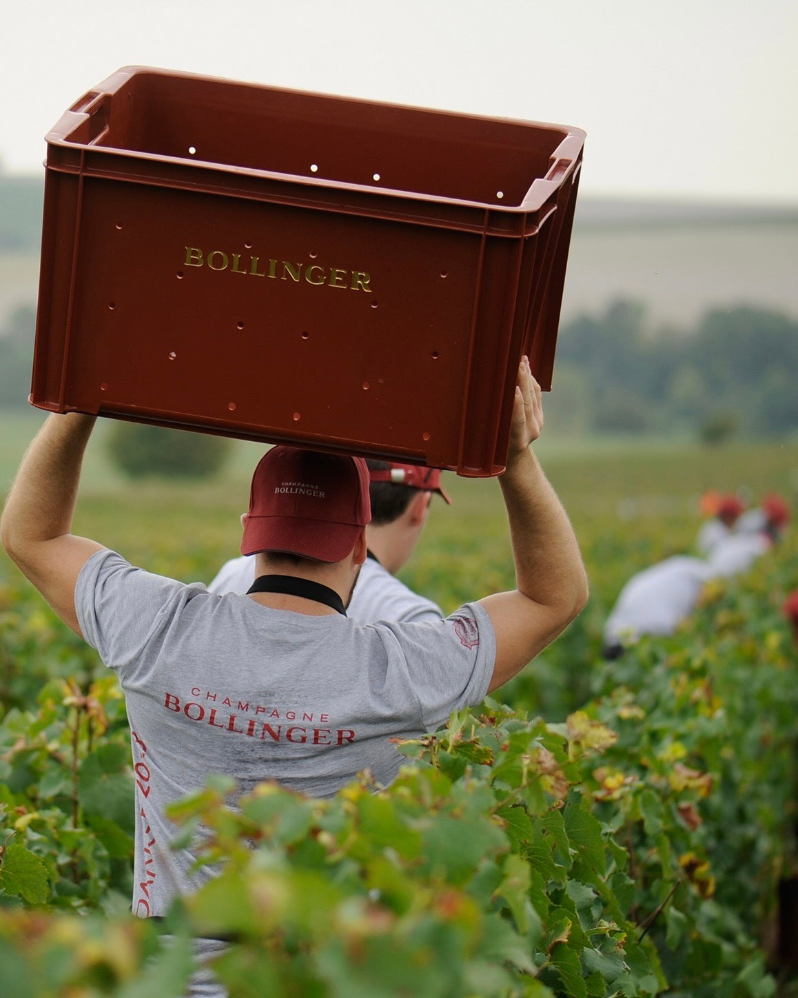 BOLLINGER, PN AYC 18, Champagne, MV - with Gift Box