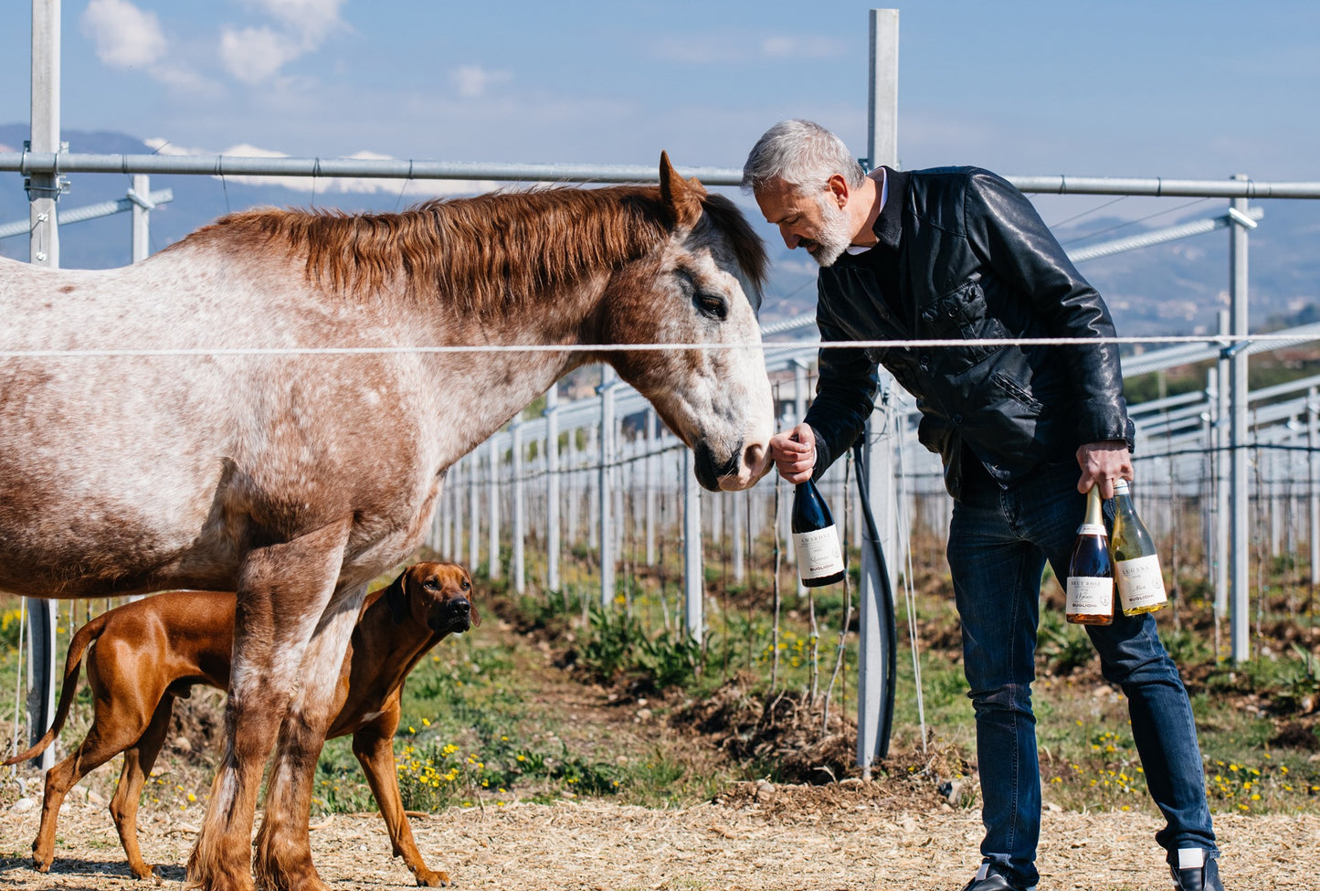 BUGLIONI, Teste Dure, Amarone Della Valpolicella Classico Riserva, 2010