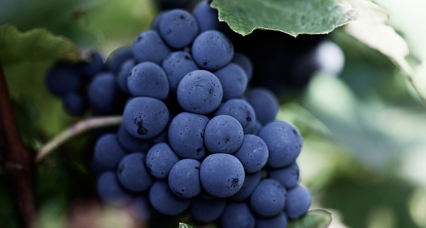 CHATEAU COS-LABORY, Saint-Estephe, 2016