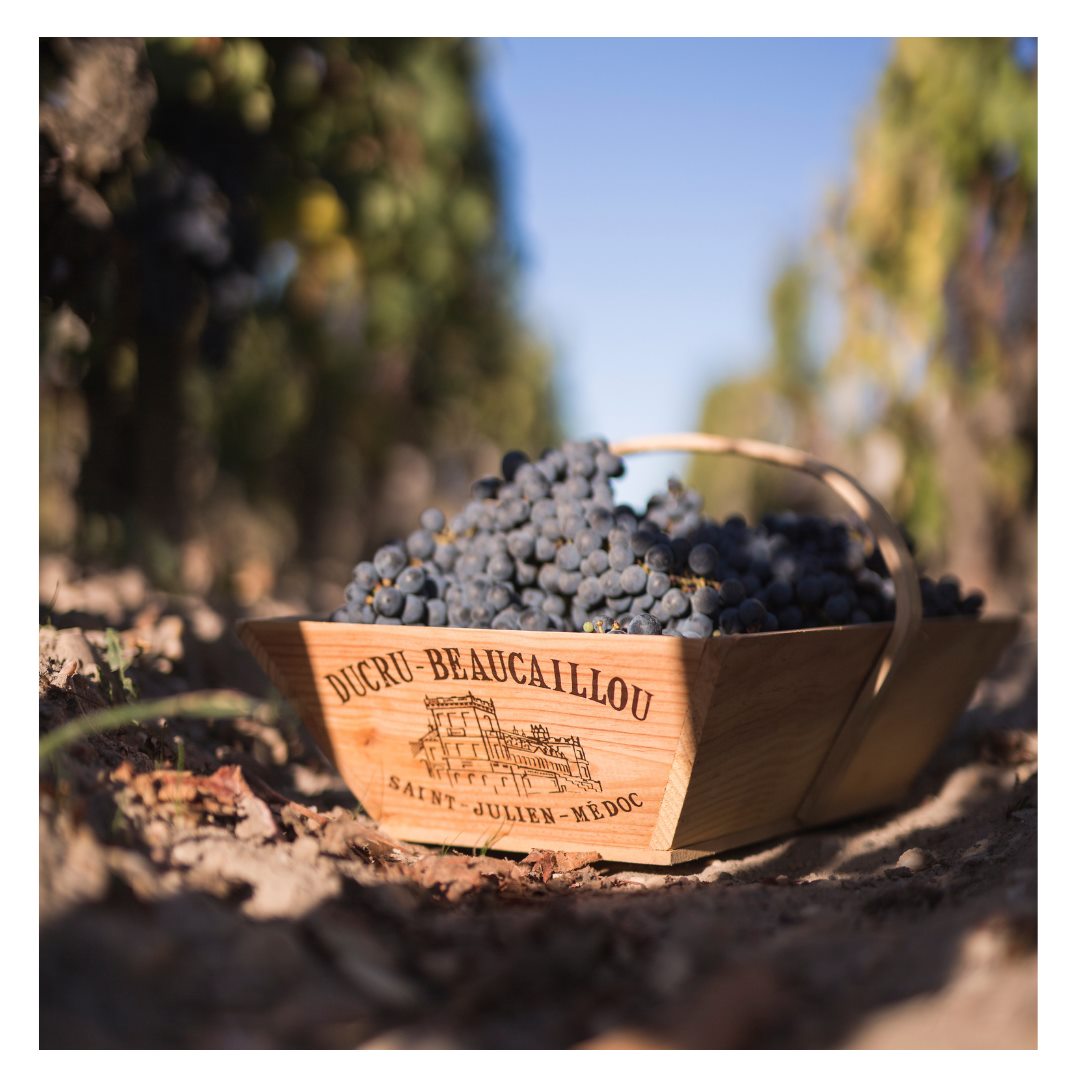 LA CROIX DUCRU-BEAUCAILLOU, Saint-Julien, 2020