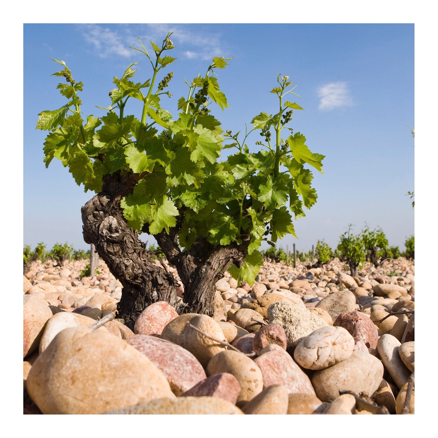 CHATEAU LA NERTHE, Chateauneuf-du-Pape, 2019
