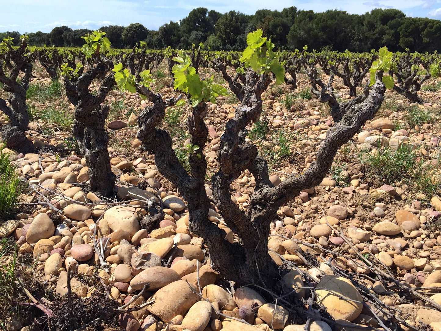 CHATEAU LA NERTHE, Chateauneuf-du-Pape, 2019
