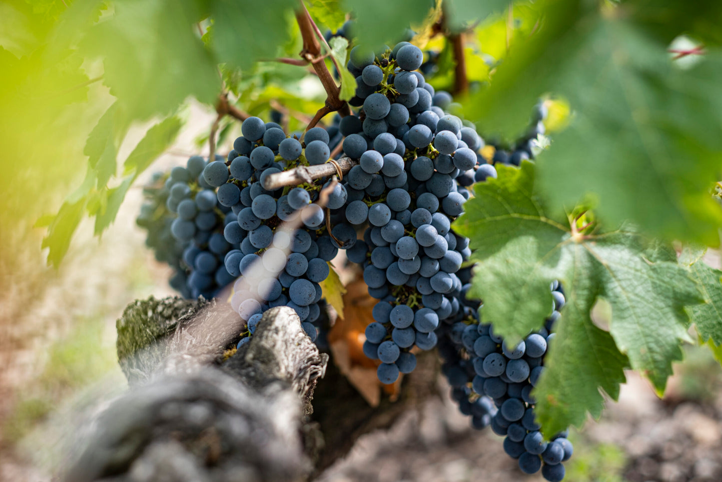 CHATEAU LASCOMBES, Margaux, 2018