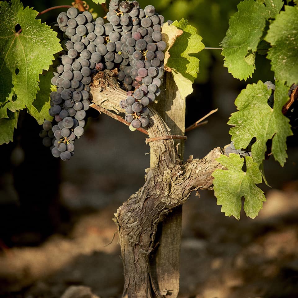 CHATEAU PICHON LALANDE, Pauillac, 2015