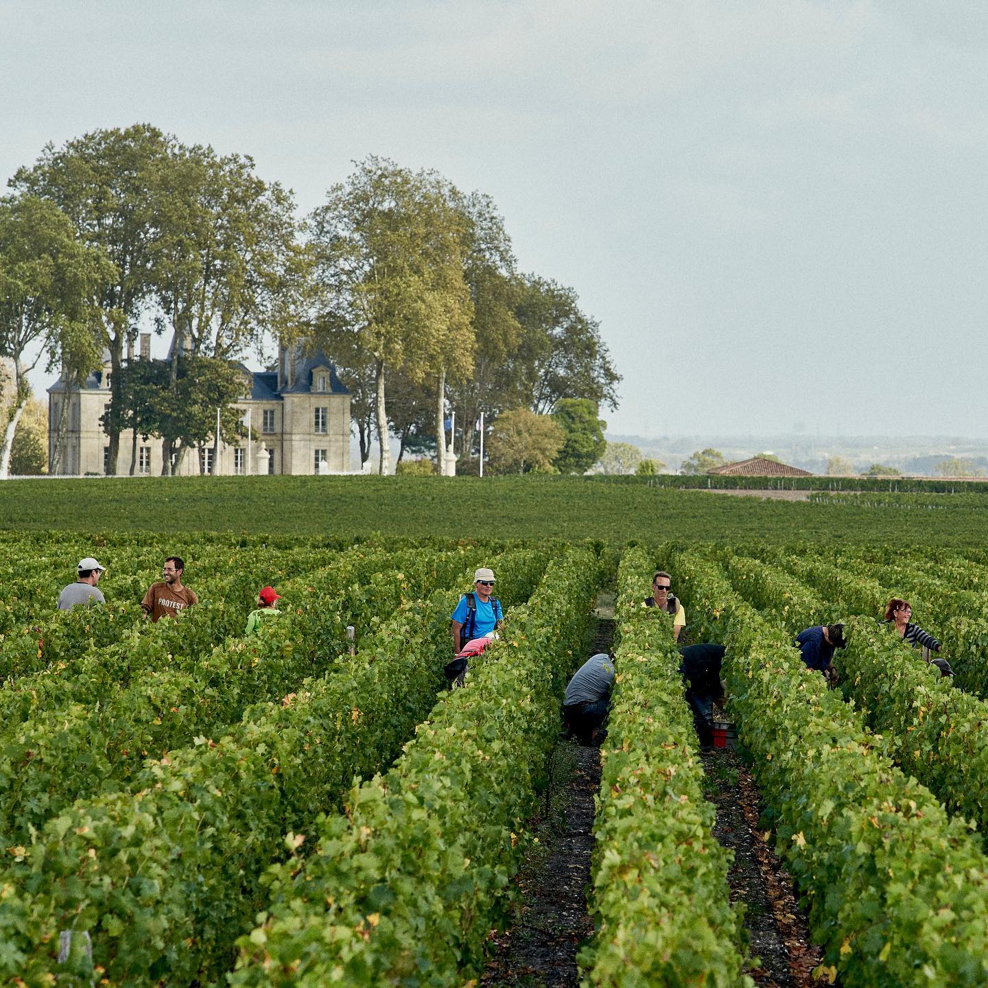 CHATEAU PICHON LALANDE, Pauillac, 2015