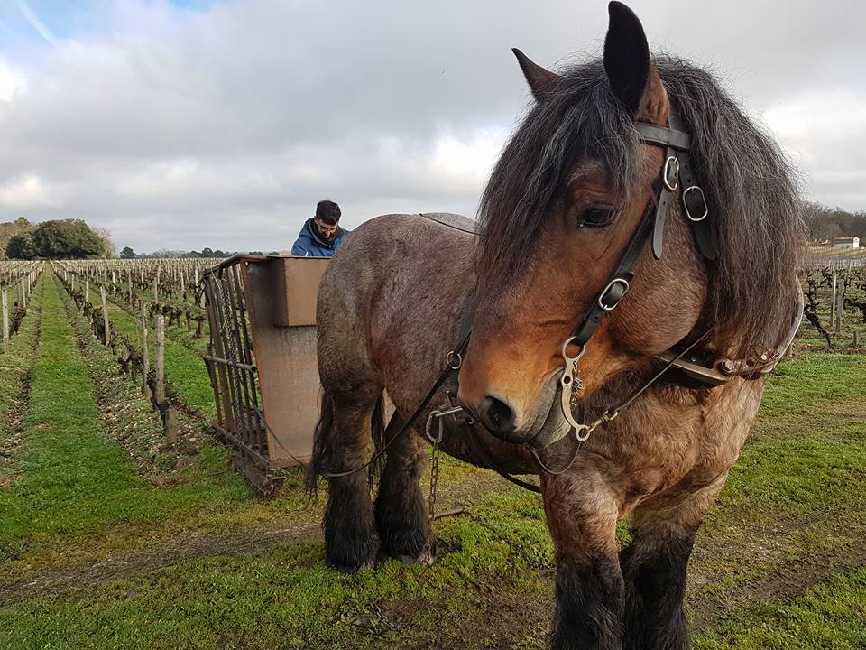 CHATEAU SMITH HAUT LAFITTE, Pessac-Leognan, 2016