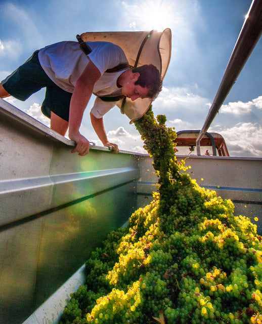 Pouilly-Fume, CHATEAU DE TRACY, France