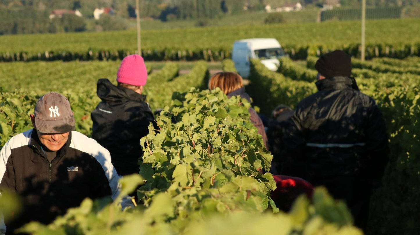 Pouilly-Fume, CHATEAU DE TRACY, France