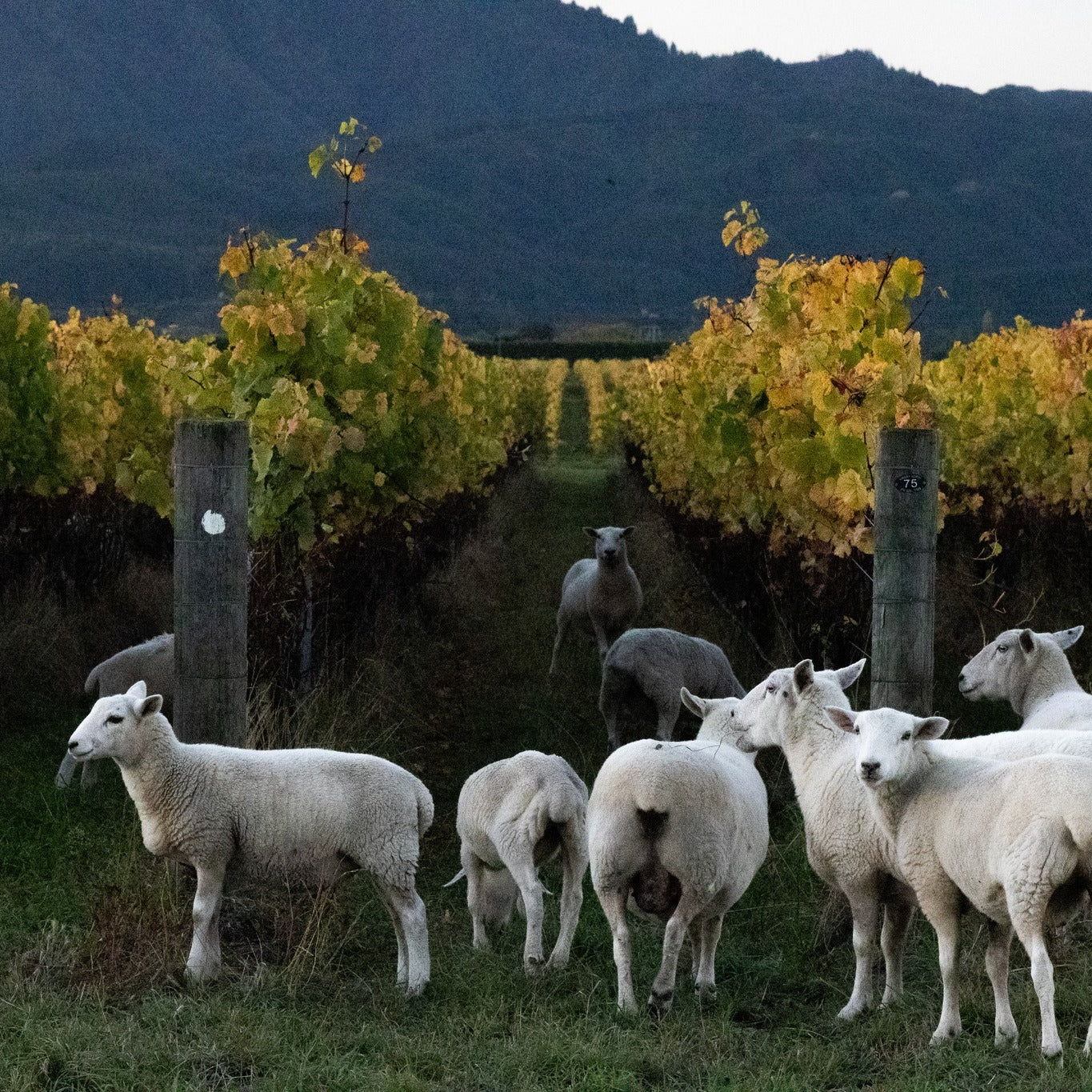 CLOS HENRI, Otira Single Vineyard Sauvignon Blanc, Marlborough, 2023