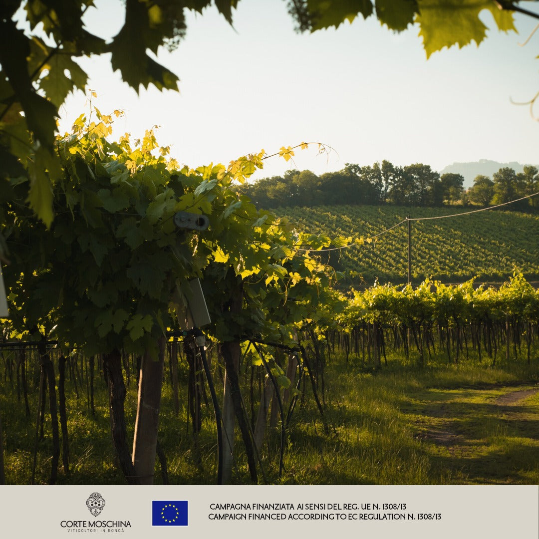 Amarone della Valpolicella, CORTE MOSCHINA, Italy