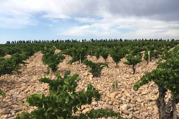 HENRI BONNEAU, Chateauneuf-du-Pape, "Reserve des Celestins", 2019