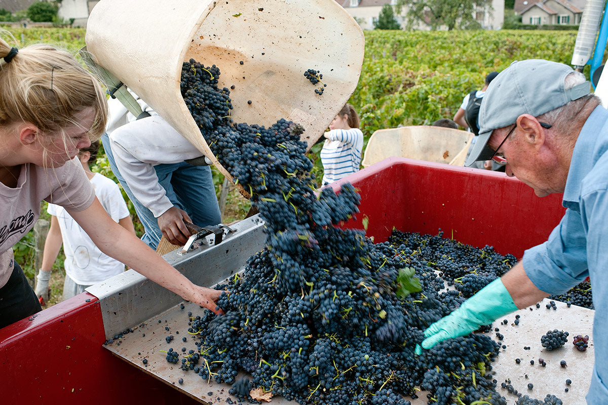 DOMAINE PIERRE GELIN, Fixin, Premier Cru Clos Napoleon-Monopole, 2020