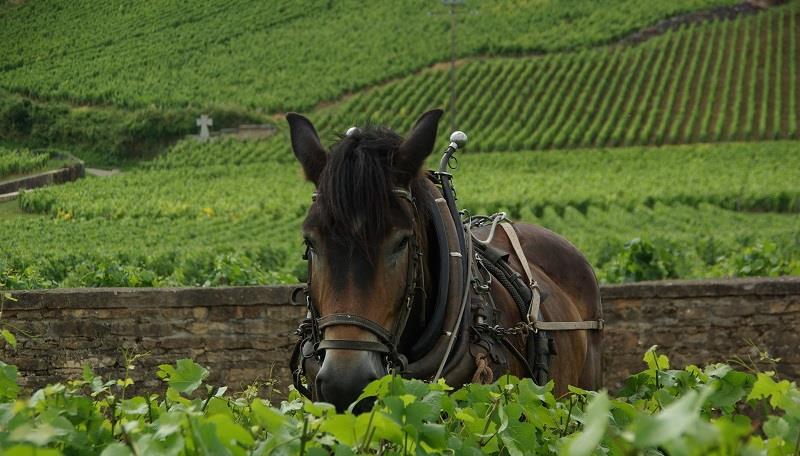 DOMAINE POISOT, Pernand-Vergelesses Premier Cru En Caradeux, 2020
