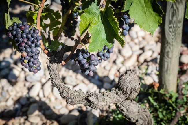 Chateauneuf-du-Pape, E GUIGAL, France