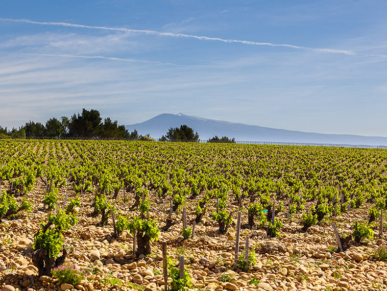 Chateauneuf-du-Pape, E GUIGAL, France