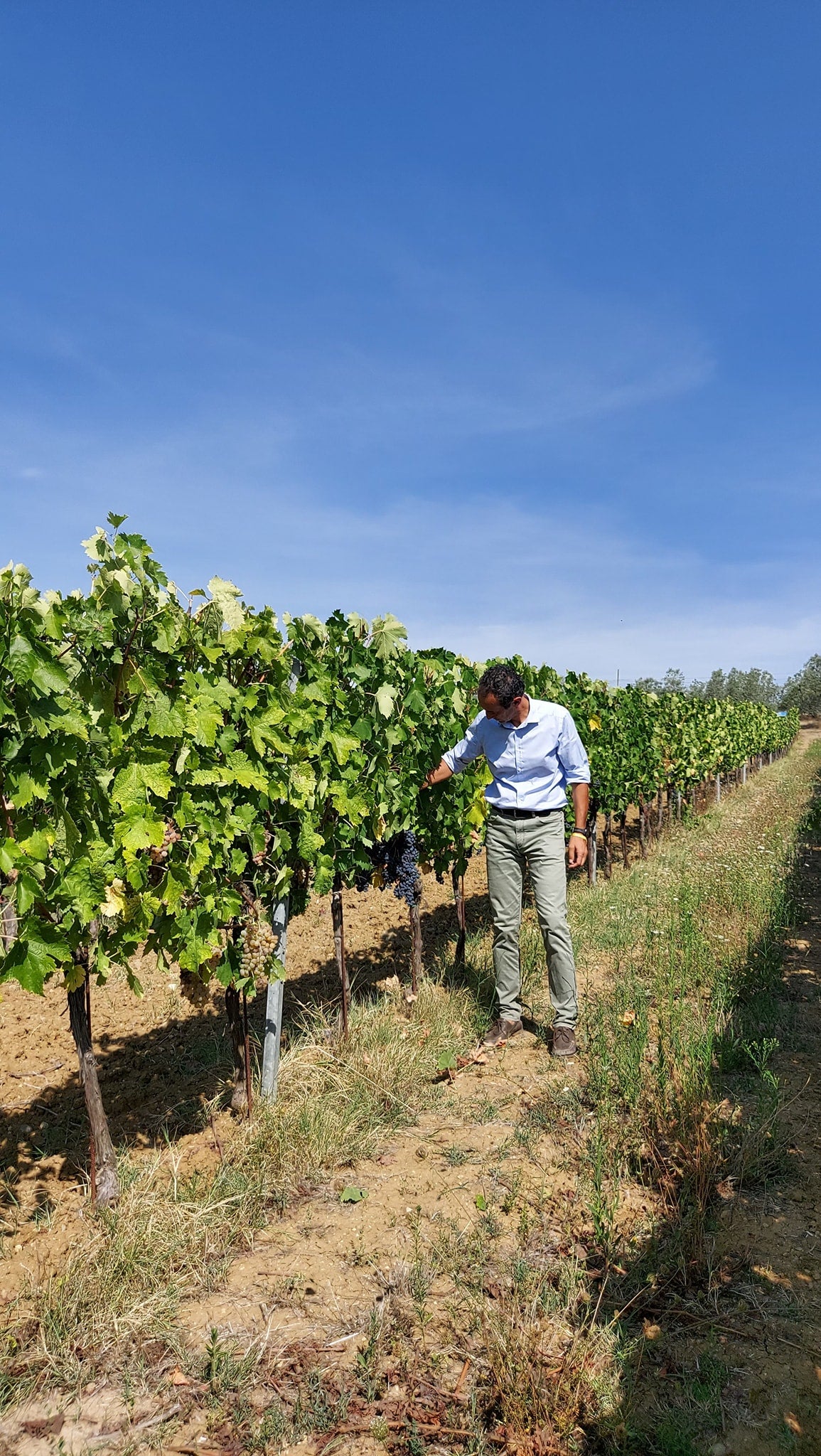 MURTAS, Super Tuscan, 2020