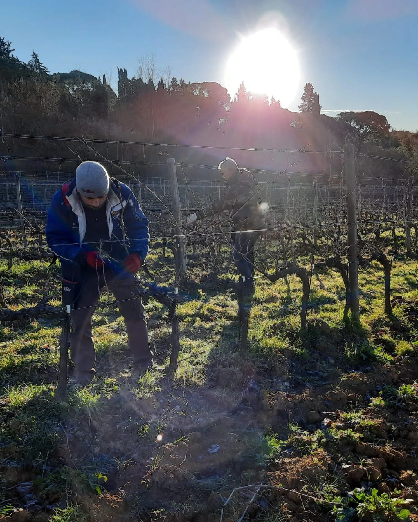 MURTAS, Super Tuscan, 2020