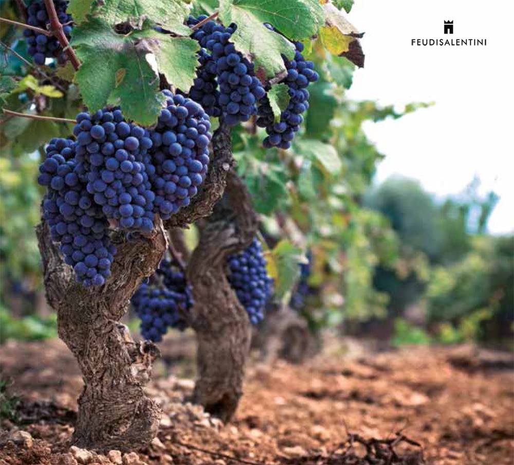 FEUDI SALENTINI, GOCCE, Primitivo di Manduria, Italy, 2019