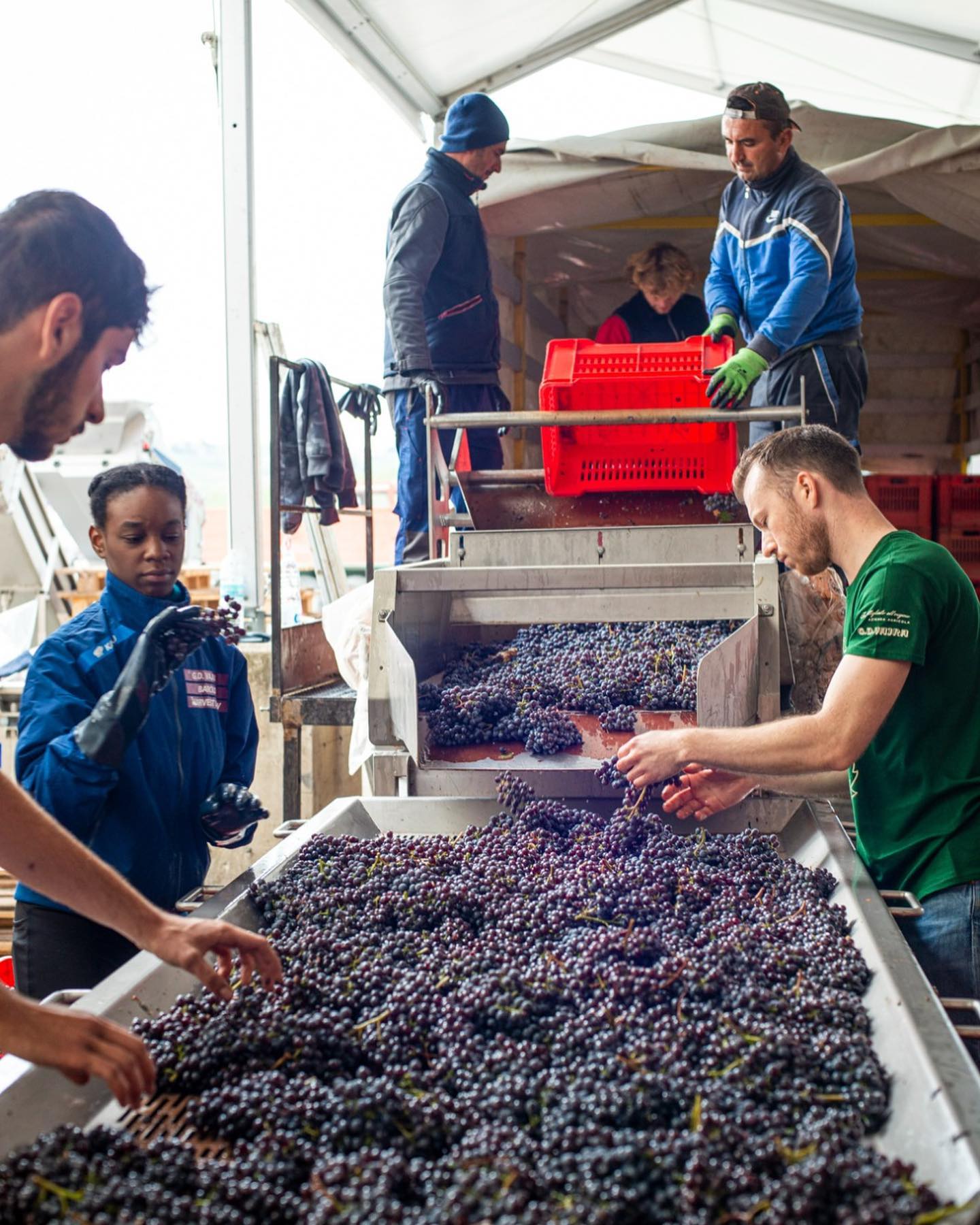 GD VAJRA, Barolo Albe, 2020