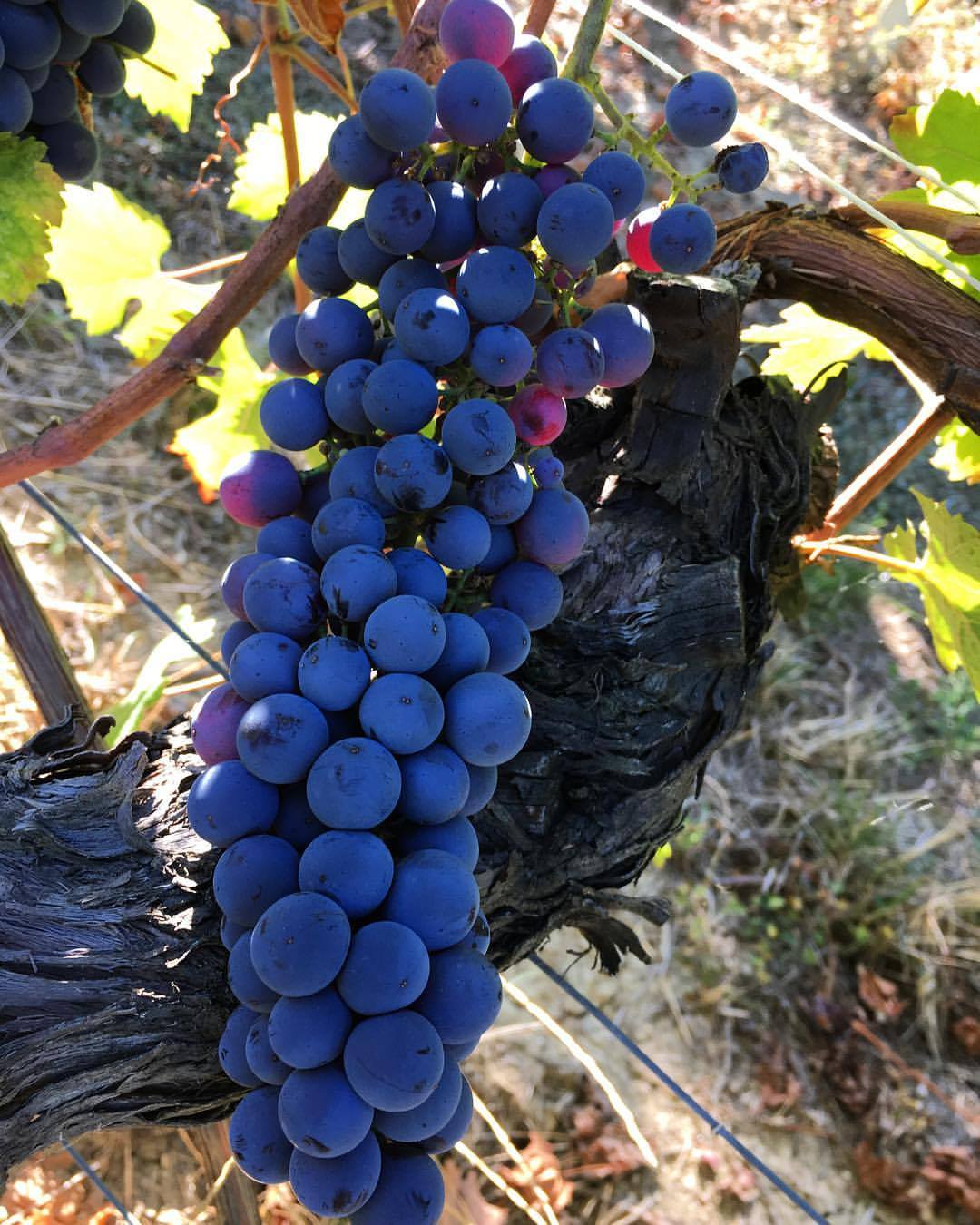 GD VAJRA, Barolo Albe, 2020