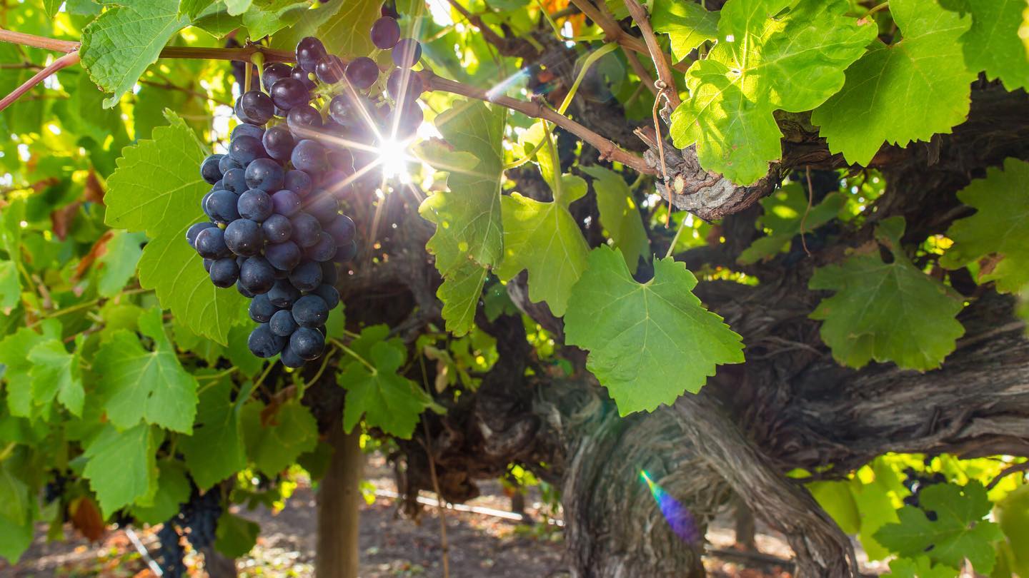 HEARTLAND ESTATE, Shiraz, Director's Cut, 2020