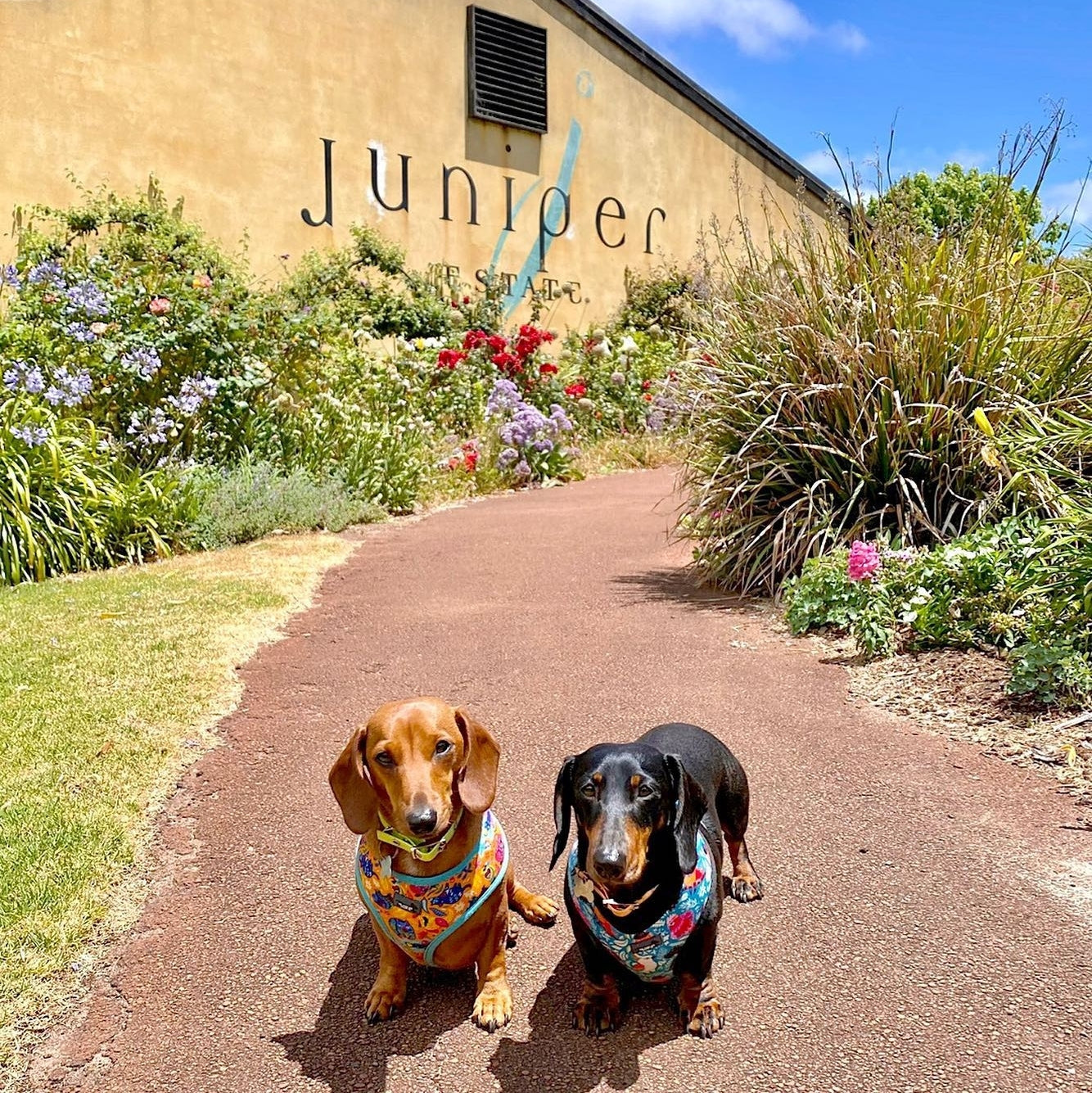 JUNIPER ESTATE, Cornerstone, Cabernet Sauvignon, Wilyabrup, Margaret River, 2016