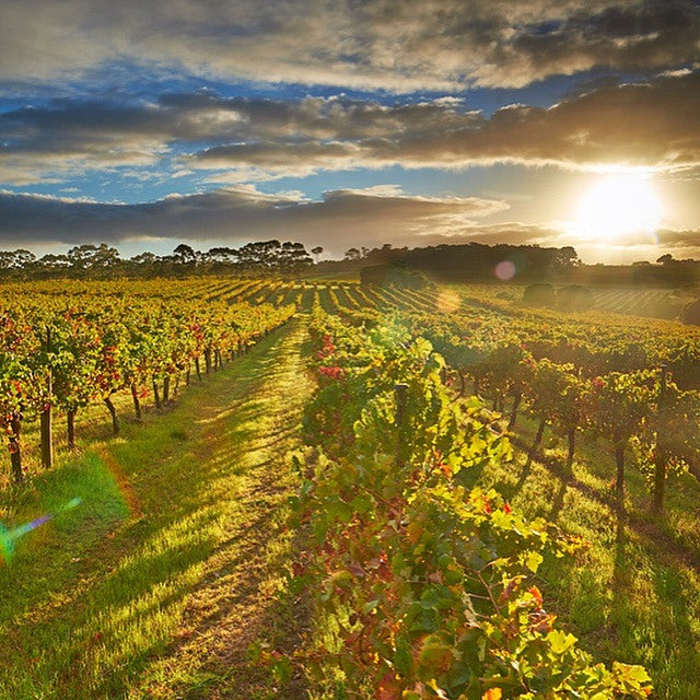 Sauvignon Blanc, LEEUWIN ESTATE, 'Siblings', Australia