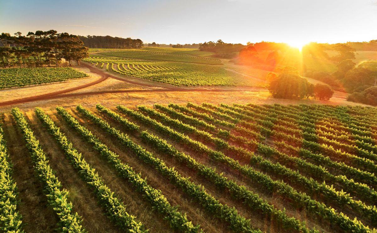 LEEUWIN ESTATE, Art Series Shiraz, Margaret River, 2022