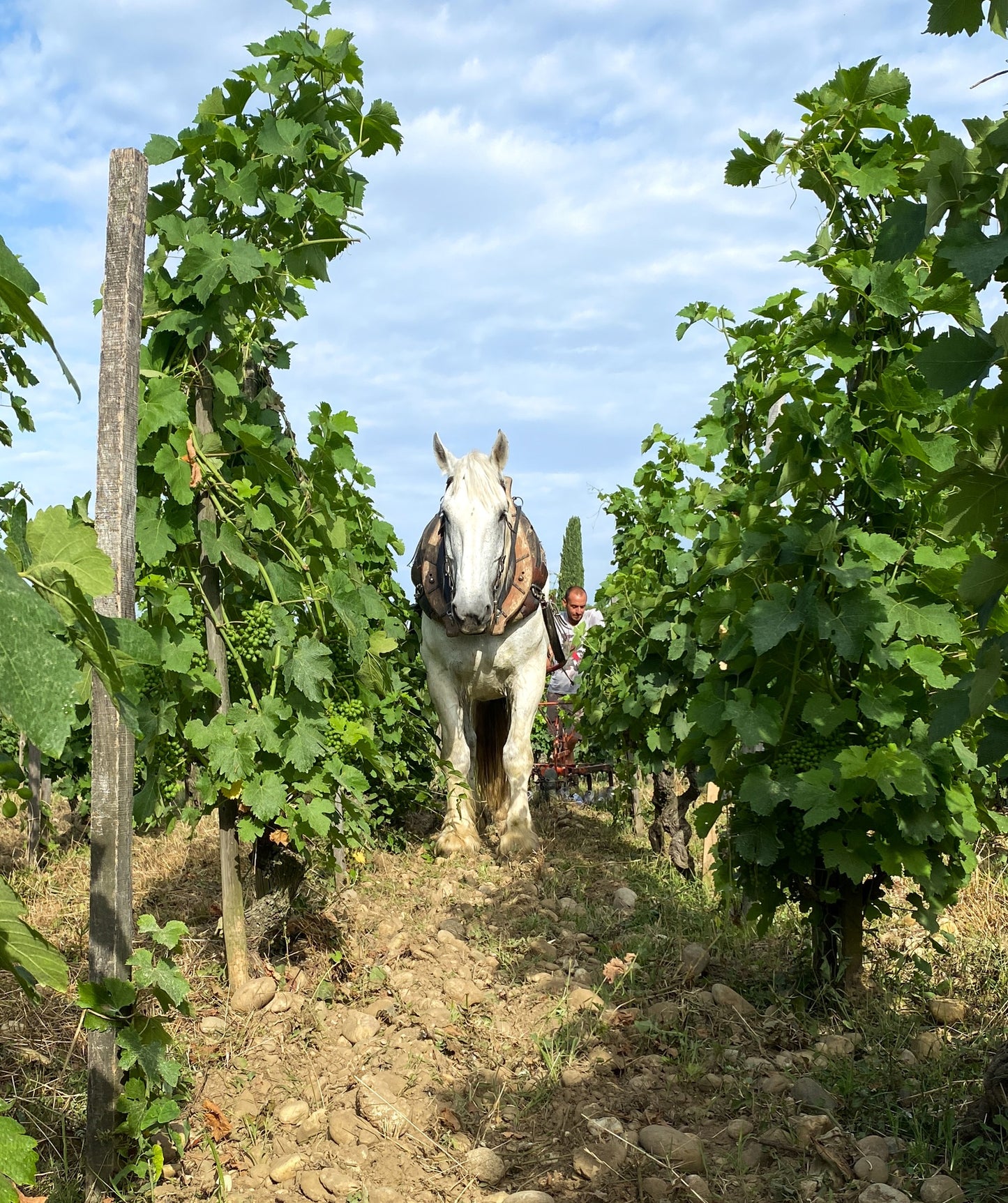 M CHAPOUTIER, Hermitage Monier de la Sizeranne, 2018