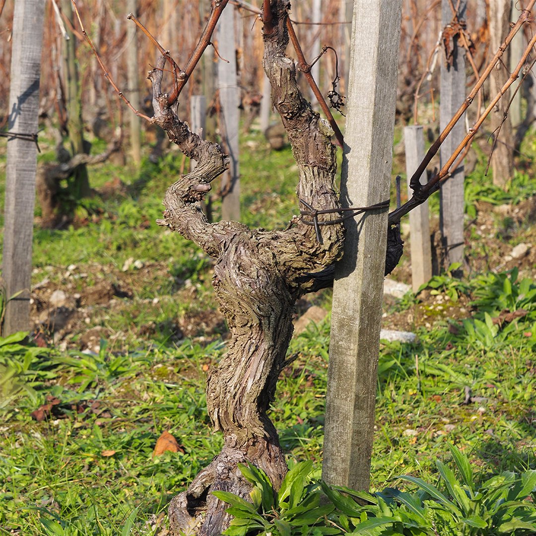 M CHAPOUTIER, Chateauneuf-du-Pape, Croix de Bois, 2016