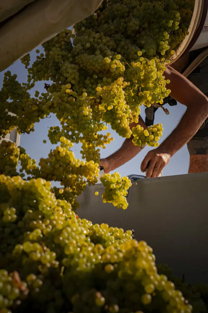 OLIVIER LEFLAIVE, Meursault Premier Cru Poruzots, 2022