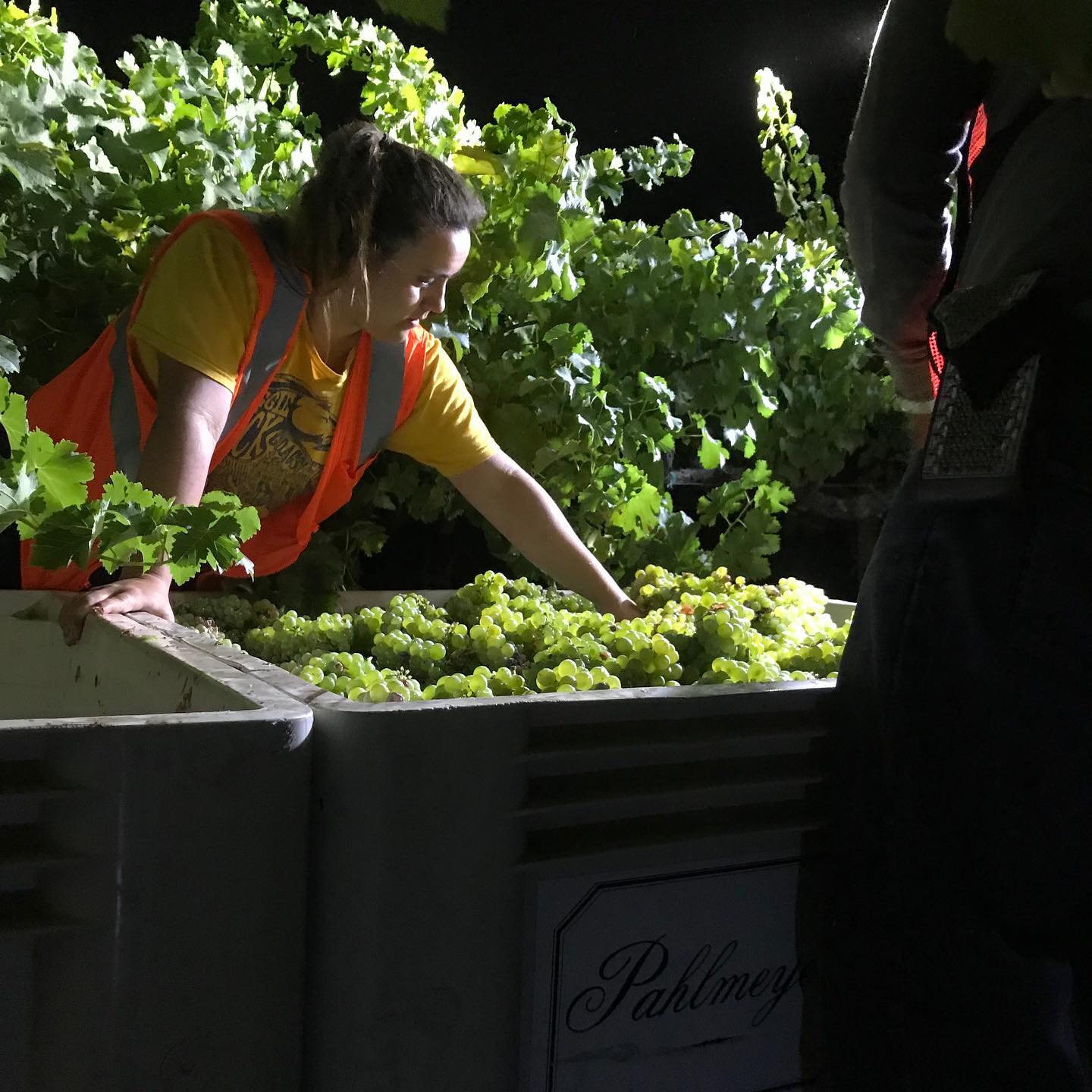 JAYSON BY PAHLMEYER, Chardonnay, Napa Valley, 2020