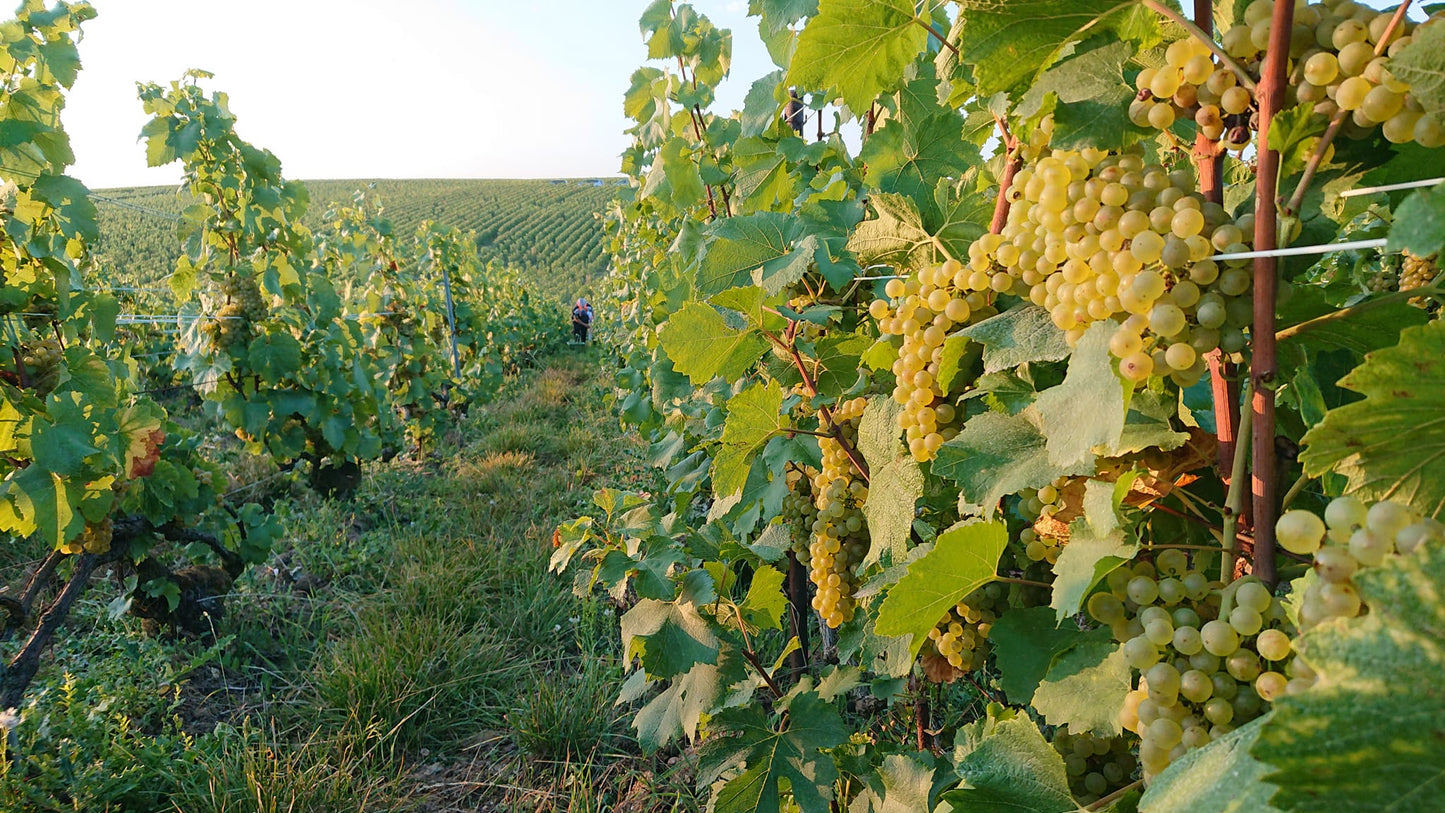 PASCAL DOQUET, Diapason, Grand Cru, Blanc de Blancs, Extra Brut, Champagne, NV