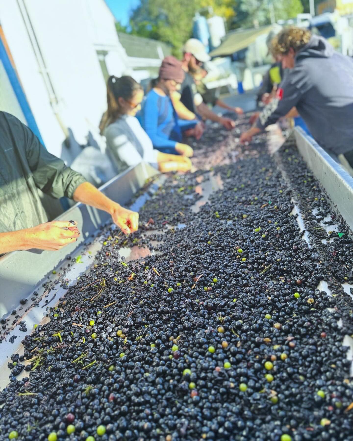 PEGASUS BAY, Pinot Noir, Prima Donna, Waipara Valley, 2019