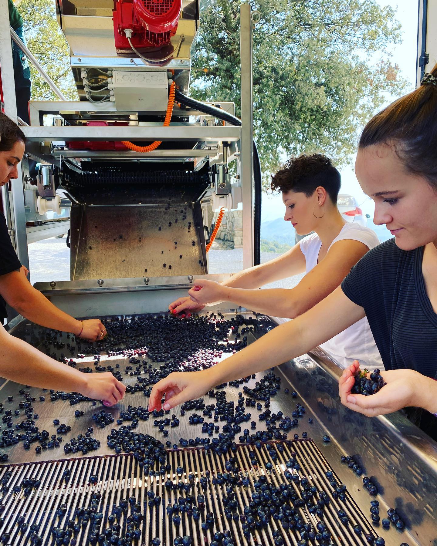 PODERE SALICUTTI, Brunello di Montalcino, Piaggione, 2019