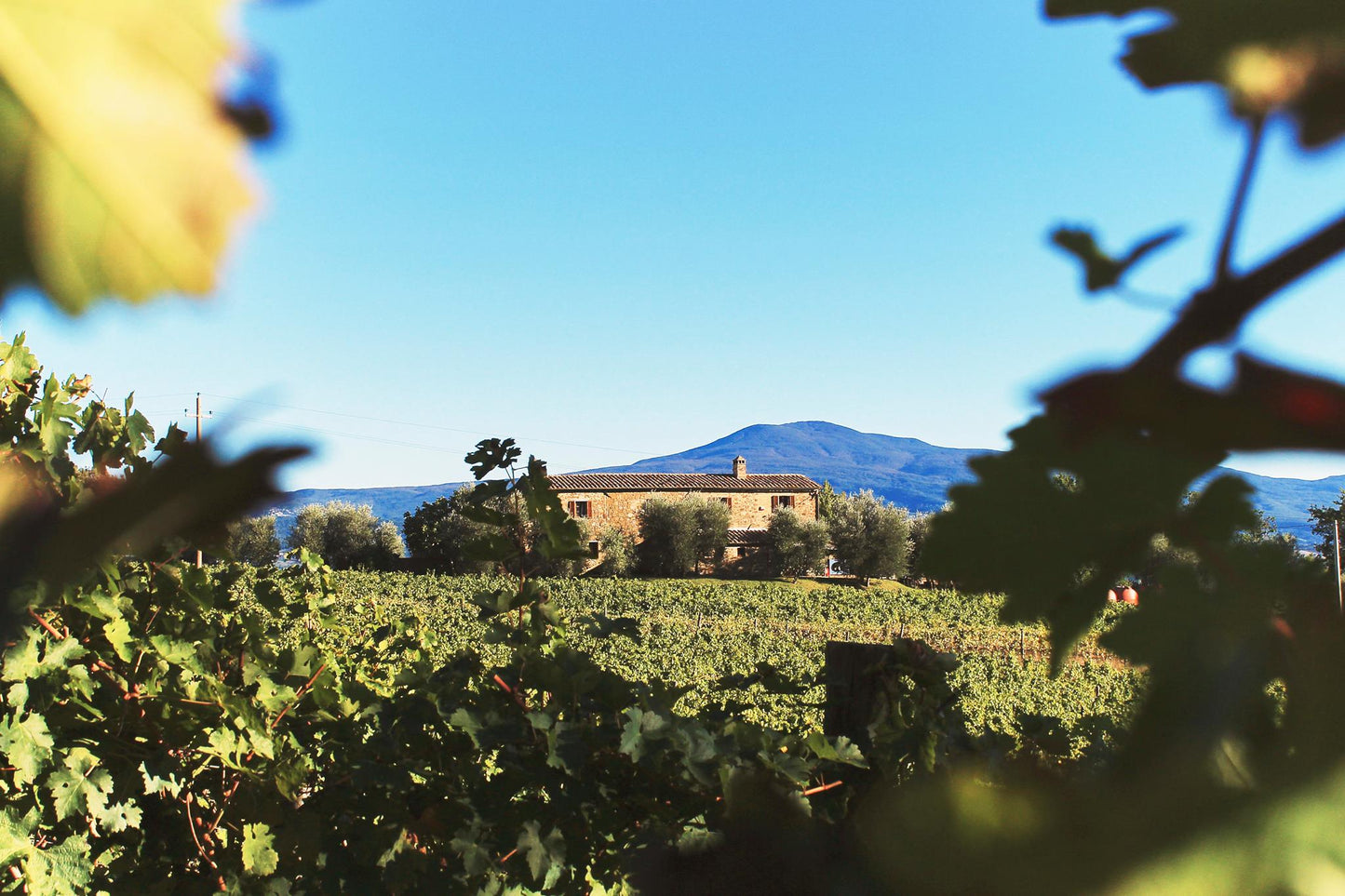 PODERE SALICUTTI, Brunello di Montalcino, Piaggione, 2019