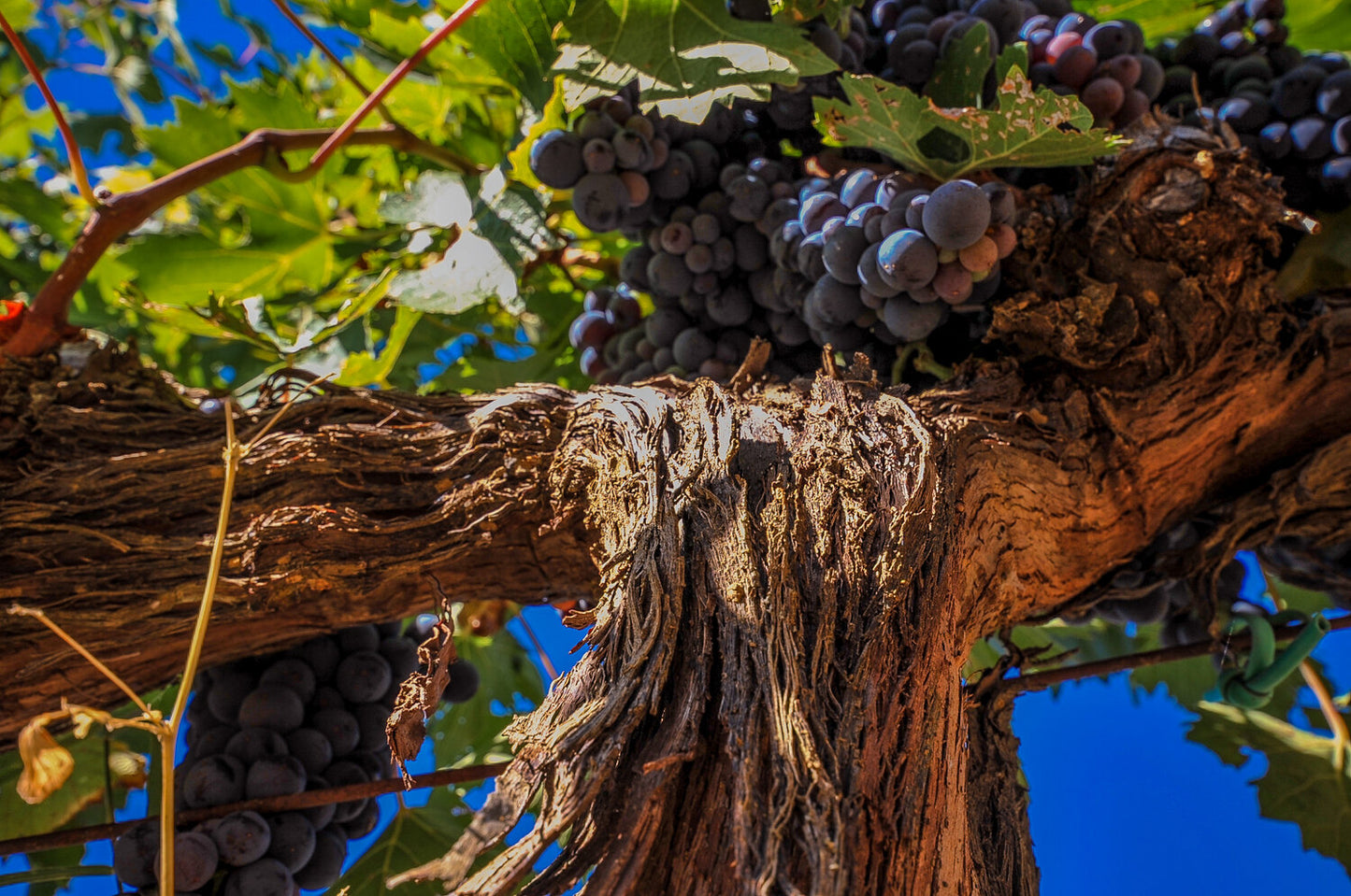 Brunello di Montalcino, TENUTA FANTI, "Vallocchio", Italy