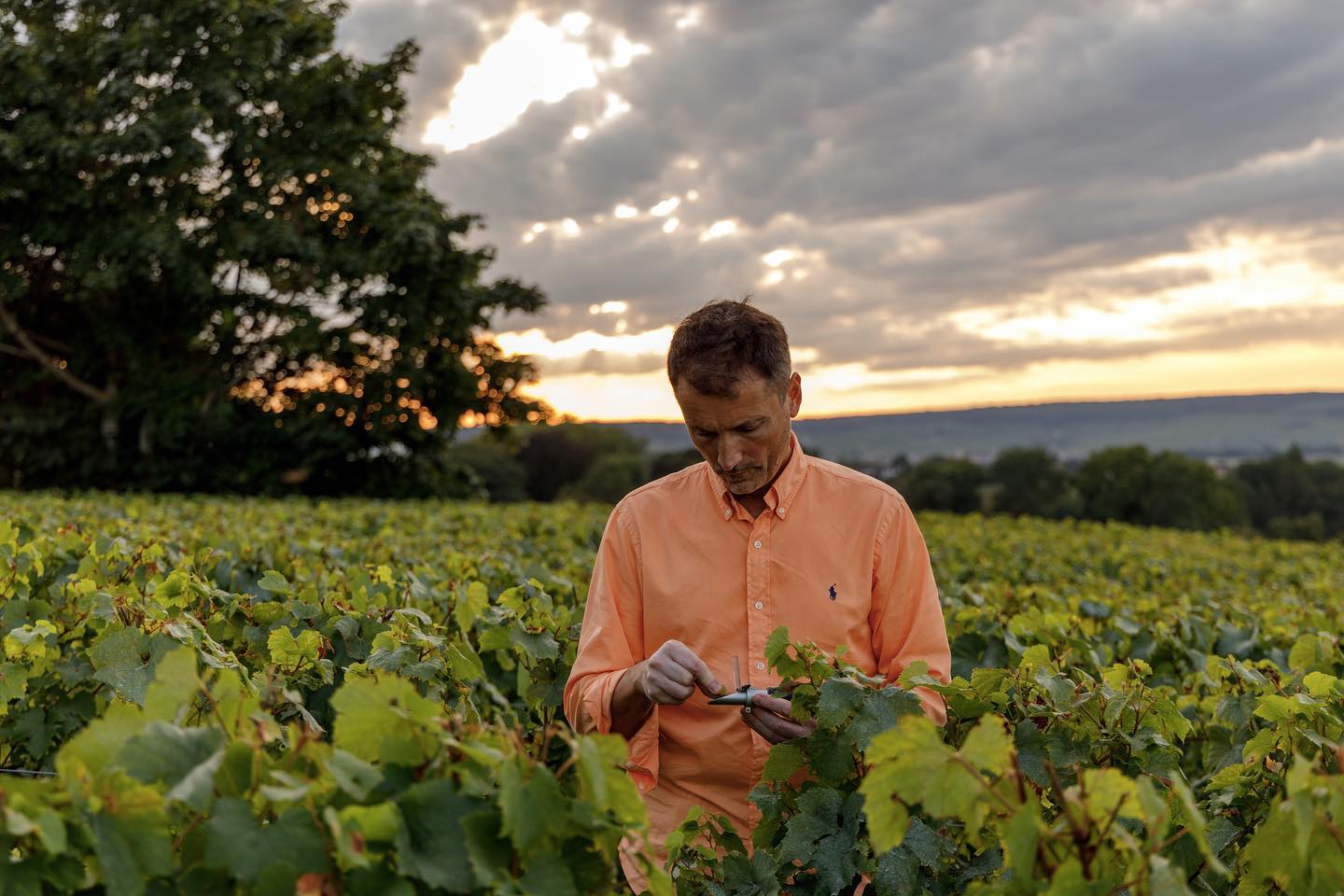VILMART & CIE, Grand Cellier D'Or, Champagne, 2019