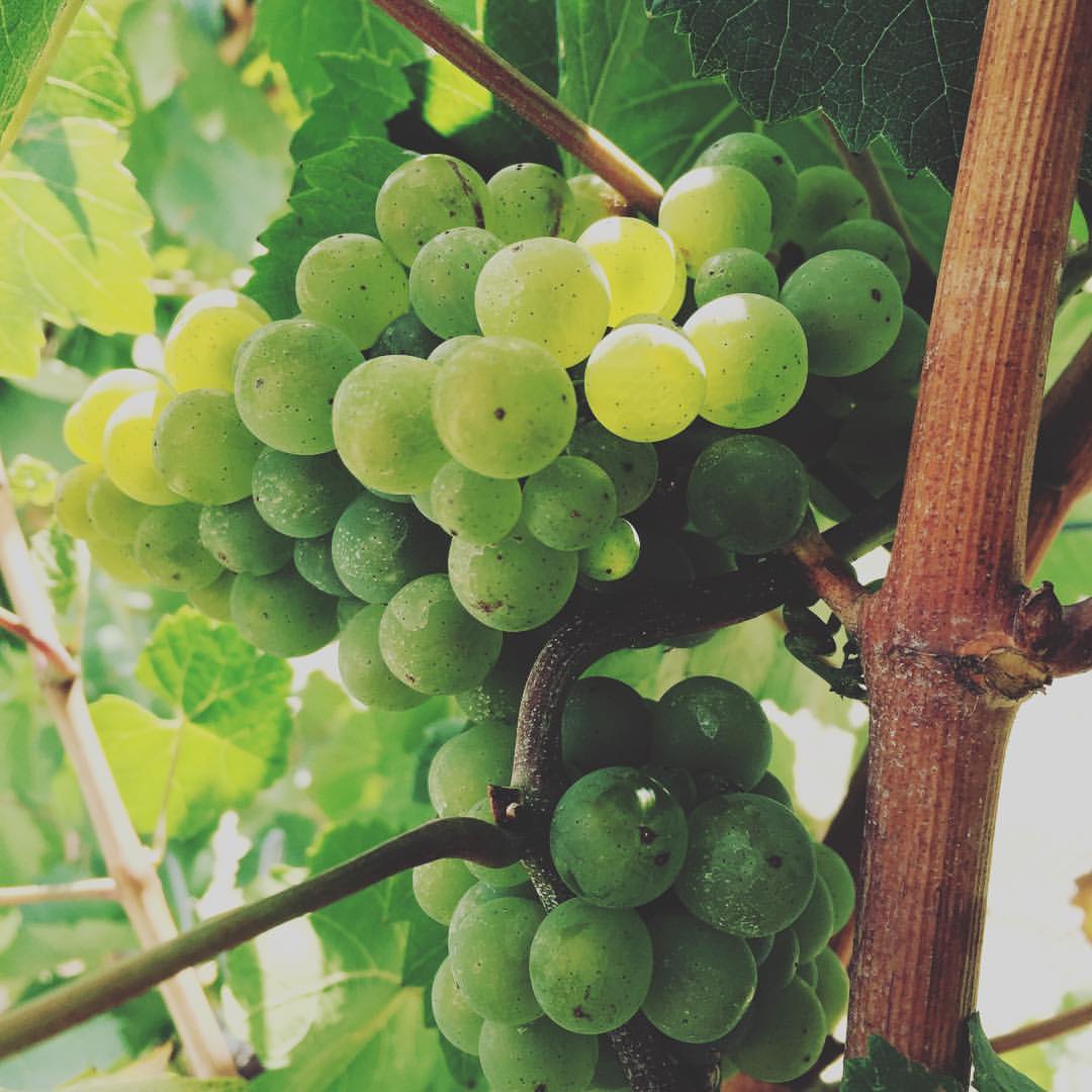 YARRA YERING, Chardonnay, Yarra Valley, 2020