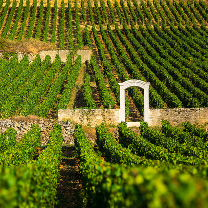 Puligny-Montrachet, OLIVIER LEFLAIVE, Burgundy, France