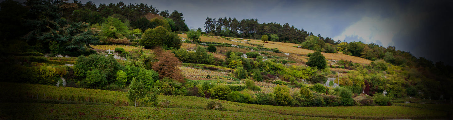 Nuits-Saint-Georges Premier Cru "Les Chaboeufs", DOMAINE AEGERTER, Burgundy, France