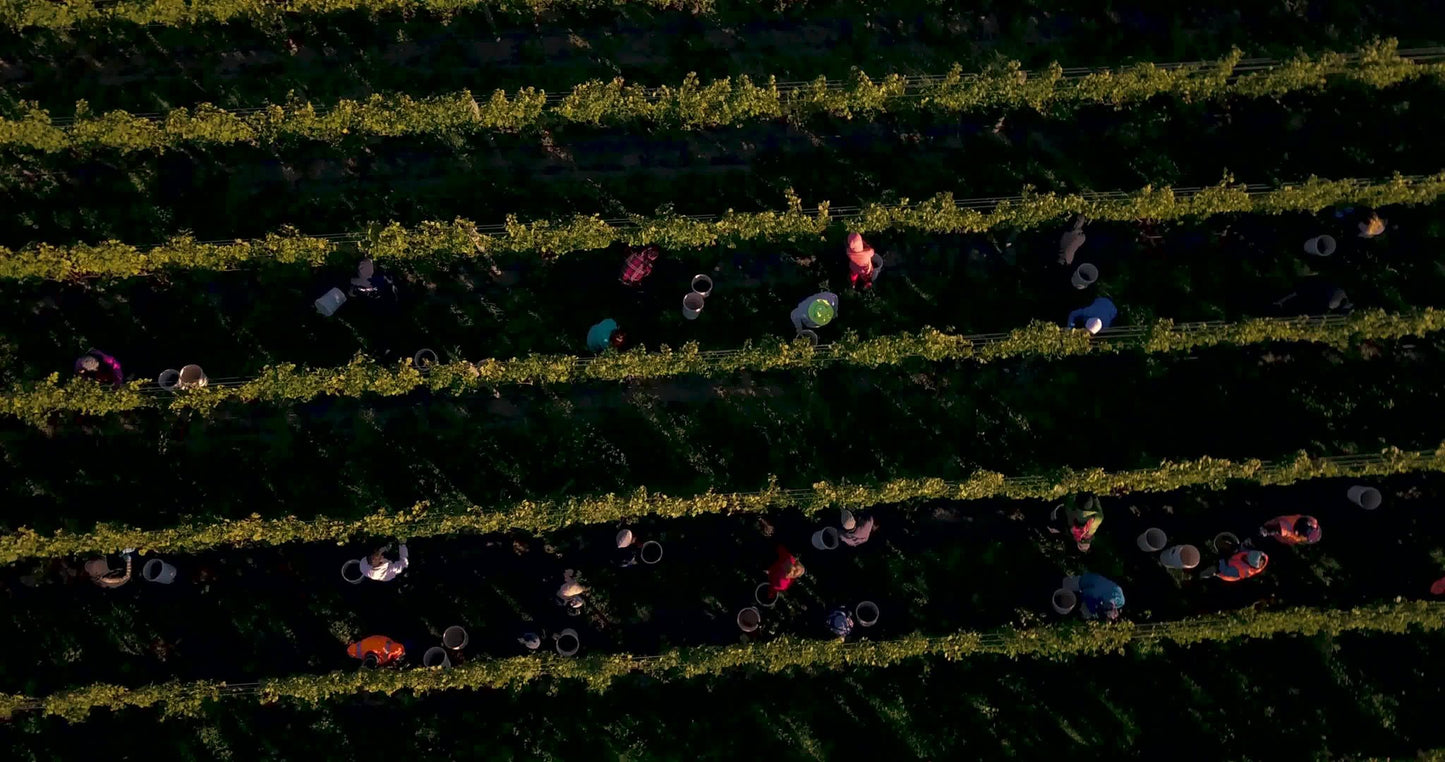 Pinot Noir, AKARUA, Bannockburn, Central Otago, New Zealand