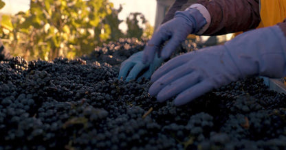 Pinot Noir, AKARUA, Bannockburn, Central Otago, New Zealand