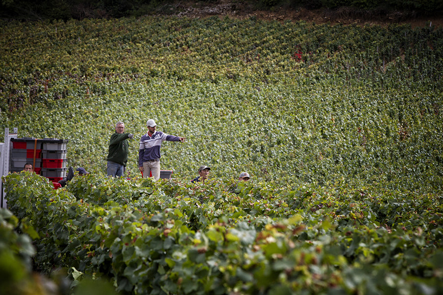 Gevrey-Chambertin, DOMAINE ARNAUD MORTET, "Ma Cuvee", Burgundy France