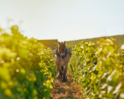 BILLECART SALMON, Cuvee Nicolas Francois, Champagne, 2012