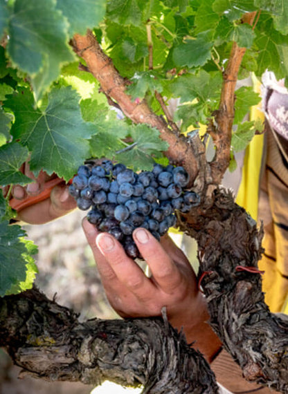 Ribera del Duero, BODEGAS RIPPA DORII, 'SALOMON', Spain